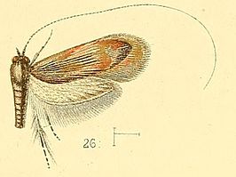 Nemophora humilis