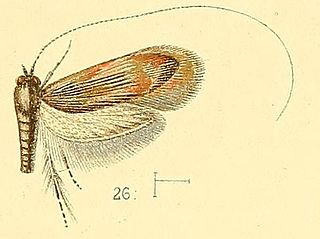 <i>Nemophora humilis</i> Species of moth