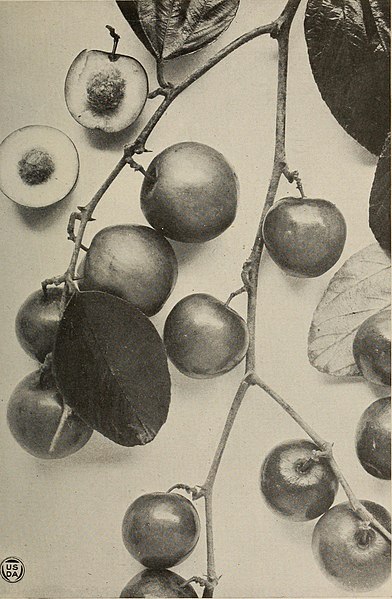 File:Plant inventory; plant material introduced (1897) (14584895480).jpg