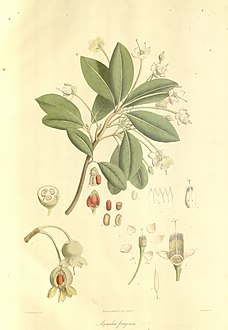 Plantae Asiaticae Rariores - plate 005 - Anneslea fragrans.jpg