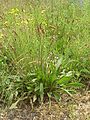 Ribwort plantain (لِسَان الفَرْد)