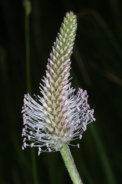 File:Plantagomedia.JPG