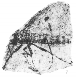 <i>Plecia avus</i> Extinct species of March fly