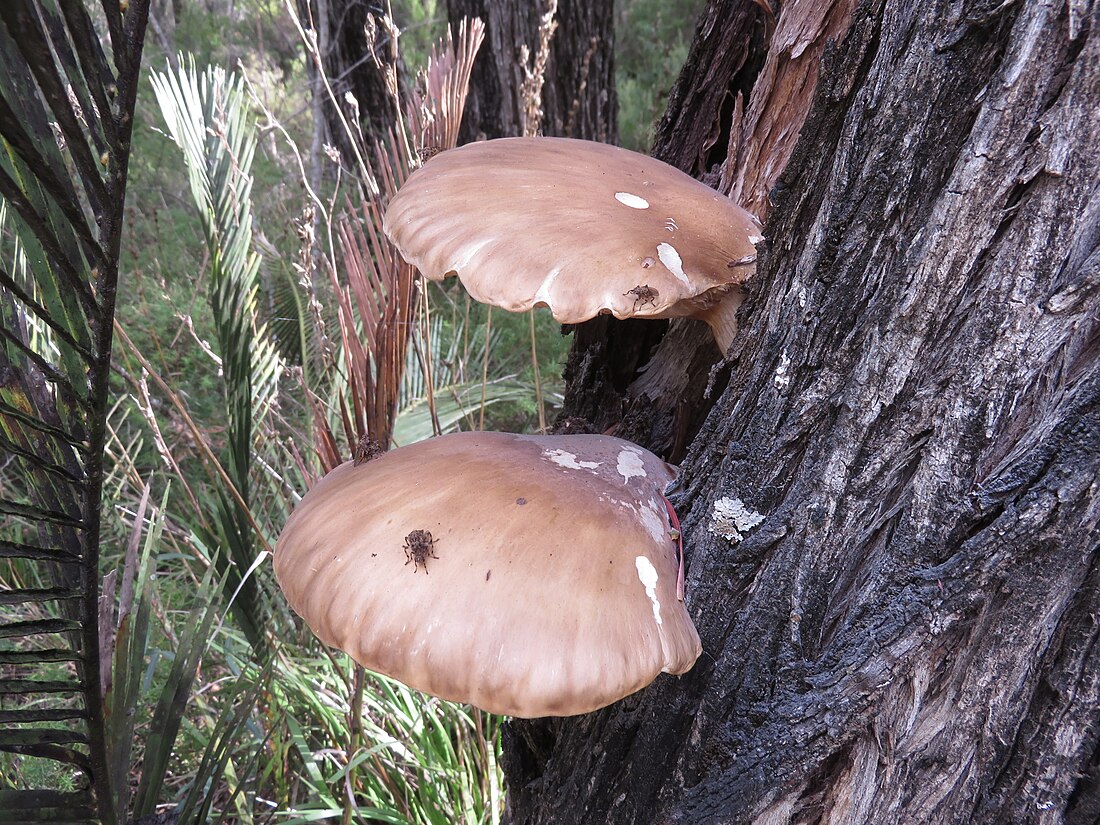 Pleurotus australis