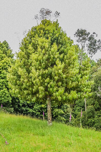 File:Podocarpus henkelii in Hackfalls Arboretum (3).jpg