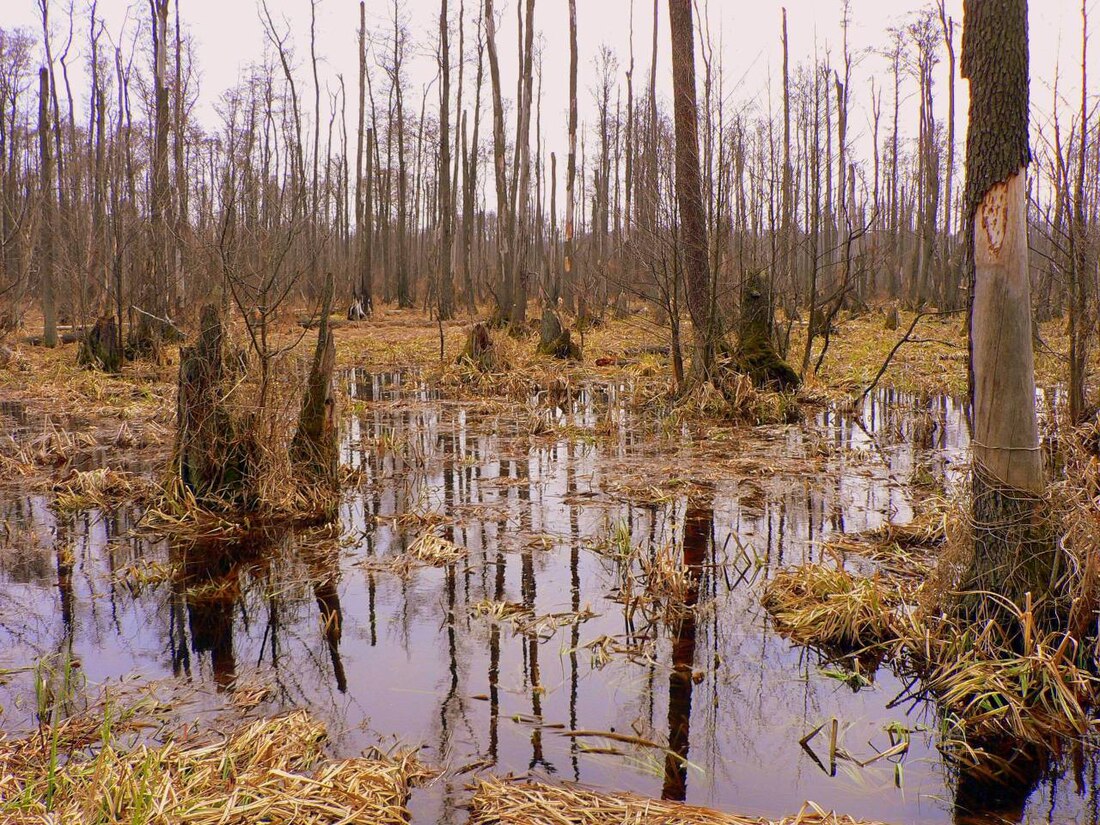 Kampinos Nationalpark