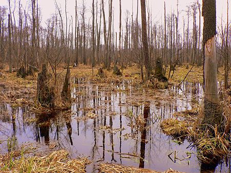 Poland Kampinos April 1