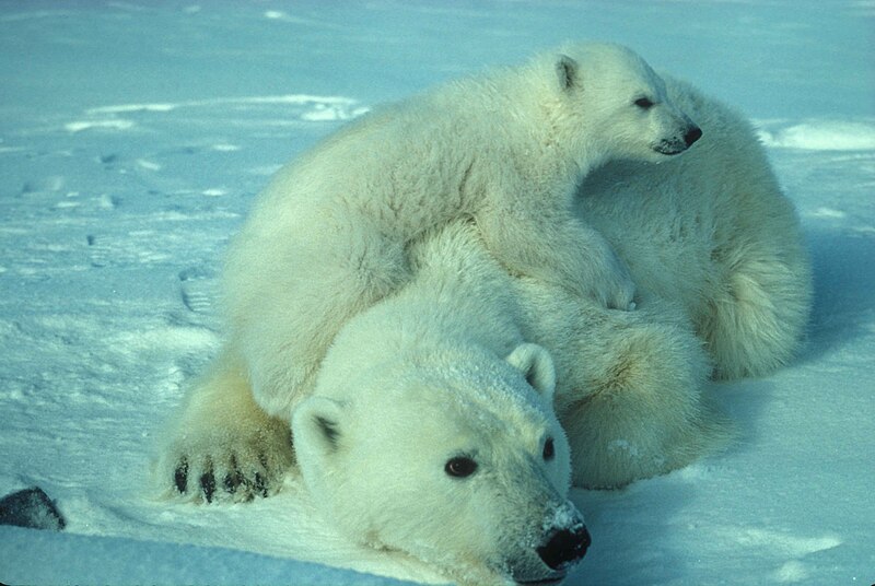 File:Polar bear with cub.jpg