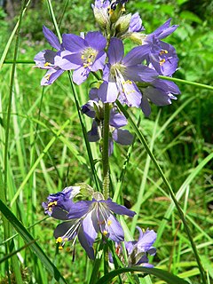 <i>Polemonium occidentale</i> Species of flowering plant