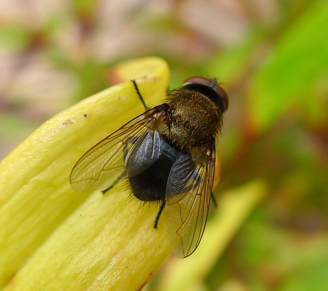 File:Pollenia sp. Calliphoridae. Cluster-fly - Flickr - gailhampshire (1).jpg