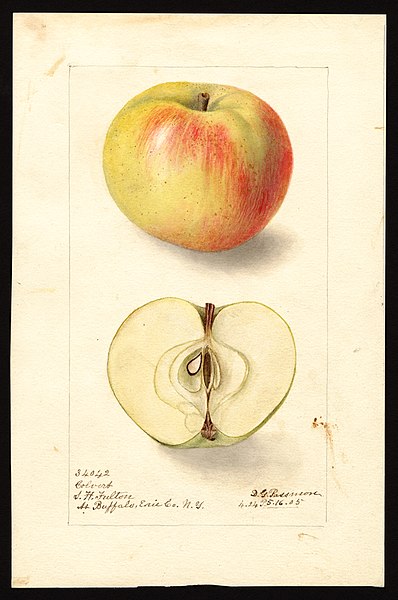 File:Pomological Watercolor POM00001297.jpg