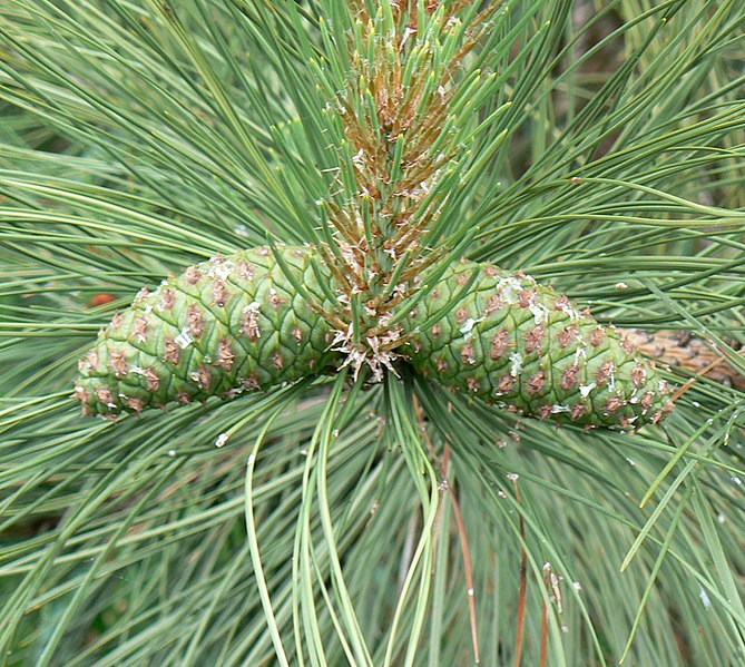File:Ponderosa pine cones chalco.jpg