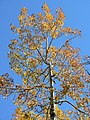 Populus tremuloides