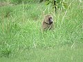 Primate dans une savane.jpg