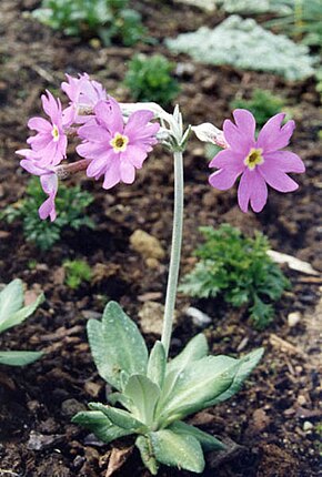 Beskrivelse av Primula halleri.JPG-bildet.