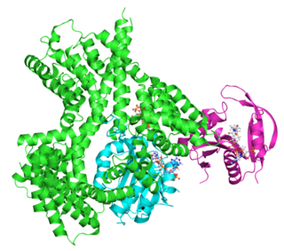 <span class="mw-page-title-main">Adrenocorticotropic hormone</span> Pituitary hormone