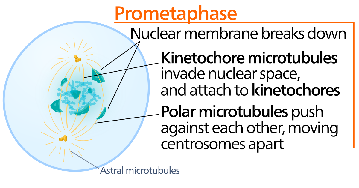 Prometaphase Wikipedia