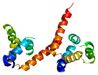 <span class="mw-page-title-main">MALT1</span> Protein-coding gene in the species Homo sapiens