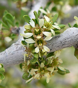 Prunus: Beschreibung und Ökologie, Verbreitung, Systematik