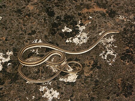 Psammophis schokari