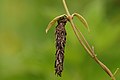 * Nomination Bagworm moth larvae with the bag --Vengolis 03:49, 26 August 2015 (UTC) * Promotion Good quality. --Johann Jaritz 04:06, 26 August 2015 (UTC)