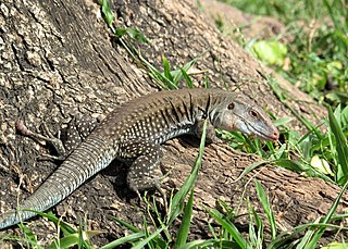 Common Puerto Rican ameiva Species of reptile