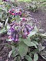 Pulmonaria mollis (ru:) (en:) (de:) (lv:)