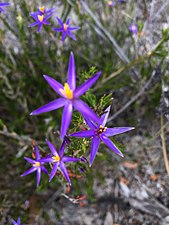 Paarse bloemen Little Desert National Park.jpg