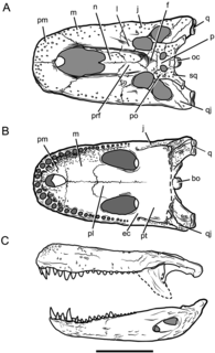 <i>Purussaurus</i> genus of reptiles