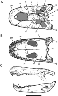 Purussaurus