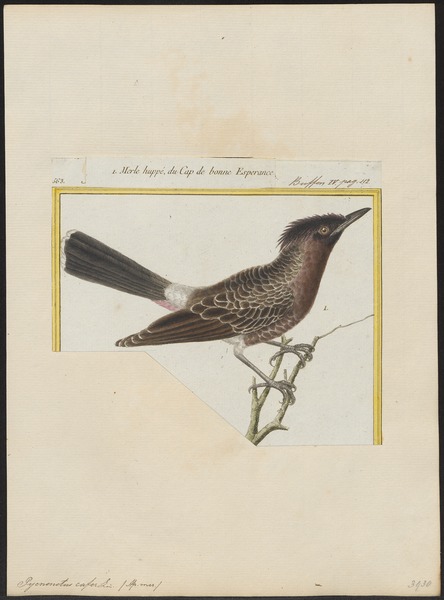 File:Pycnonotus cafer - 1700-1880 - Print - Iconographia Zoologica - Special Collections University of Amsterdam - UBA01 IZ16400013.tif