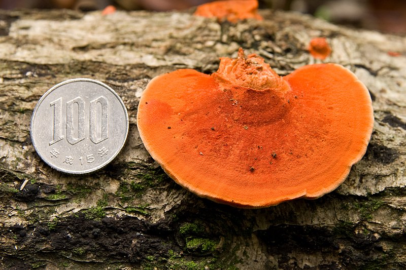 File:Pycnoporus coccineus 08.jpg