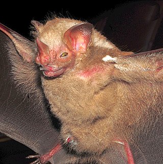 <span class="mw-page-title-main">Ipanema bat</span> Species of bat