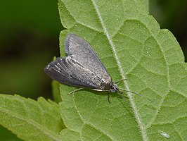 Pyrausta demantrialis