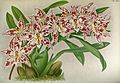 Oncidium alexandrae (as syn. Odontoglossum crispumvar. wrigleyanum) Plate 493 in: R.Warner - B.S.Williams: The Orchid Album (1882-1897)