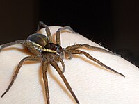 Dolomedes fimbriatus