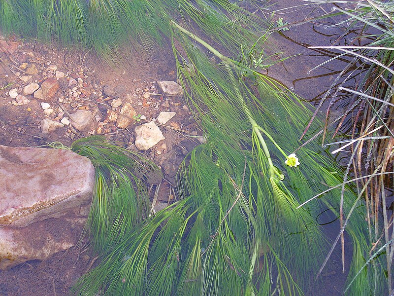 File:Ranunculus aquatilis Habitus 2011-2-13 SierraMadrona.jpg