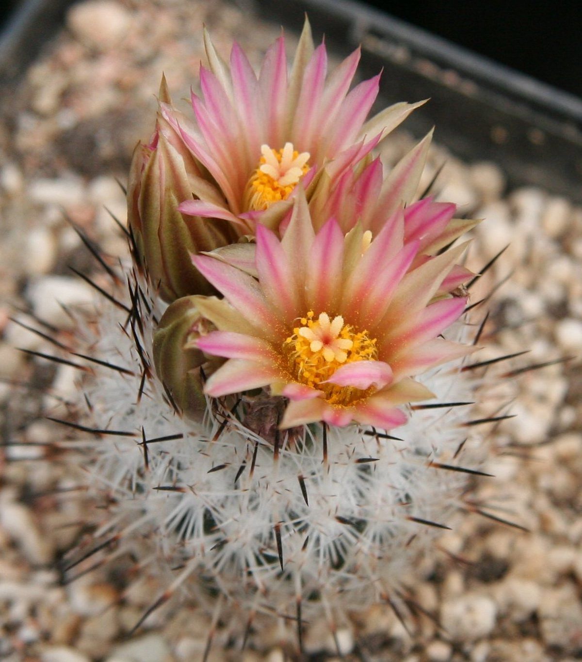 Turbinicarpus mandragora - Wikipedia, la enciclopedia libre