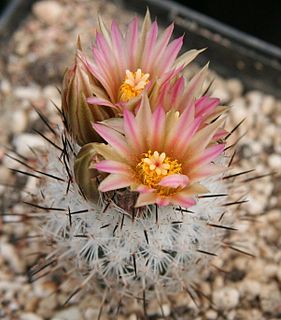 <i>Turbinicarpus mandragora</i> Species of cactus