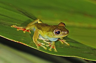 <span class="mw-page-title-main">Canal Zone tree frog</span> Species of amphibian