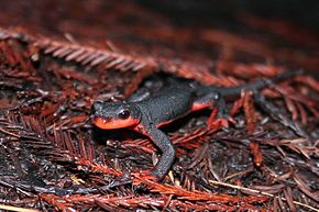 Descrição da imagem Red Bellied Newt (Taricha rivularis) .jpg.