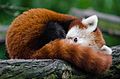 Red Panda (16071822027).jpg