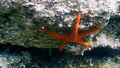 File:Red Starfish.jpg (Category:Asteroidea)