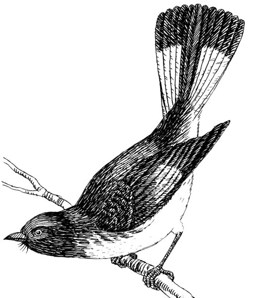 File:Redstart 2 (PSF).png