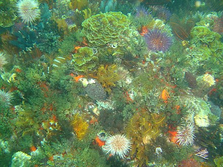 Reef life at phoenix shoal