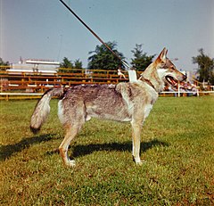 Cane da lupo cecoslovacco