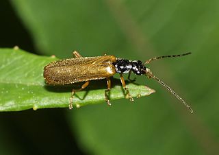 <i>Rhagonycha lignosa</i> Species of beetle