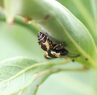 R. atrata from Japan Rhene atrata.jpg