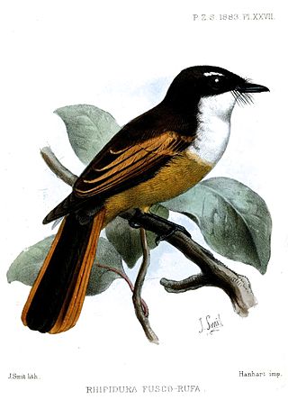 <span class="mw-page-title-main">Cinnamon-tailed fantail</span> Species of bird