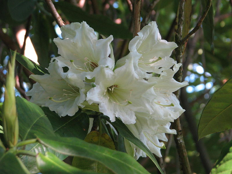 File:Rhododendron auriculatum (9392173422).jpg